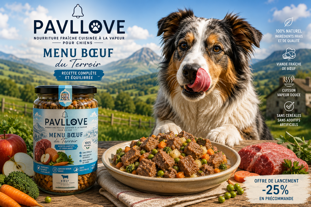 🍽️ Les Plats Cuisinés Pavllove® arrivent bientôt : une nouvelle façon de nourrir votre chien