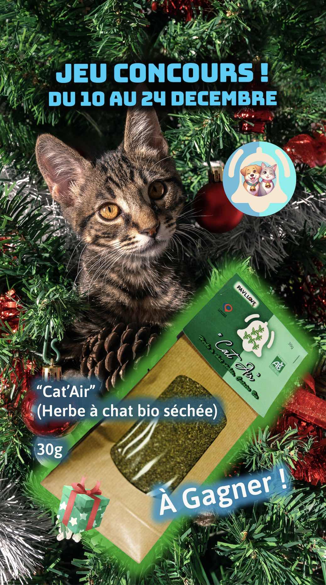 🎄 Concours de Noël pavllive.com : Gagnez une Herbe à Chat Séchée (Cat Air) ! 🎄