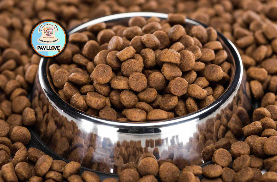 Les 15 erreurs que tout le monde fait en choisissant des croquettes (et comment les éviter en 2026)