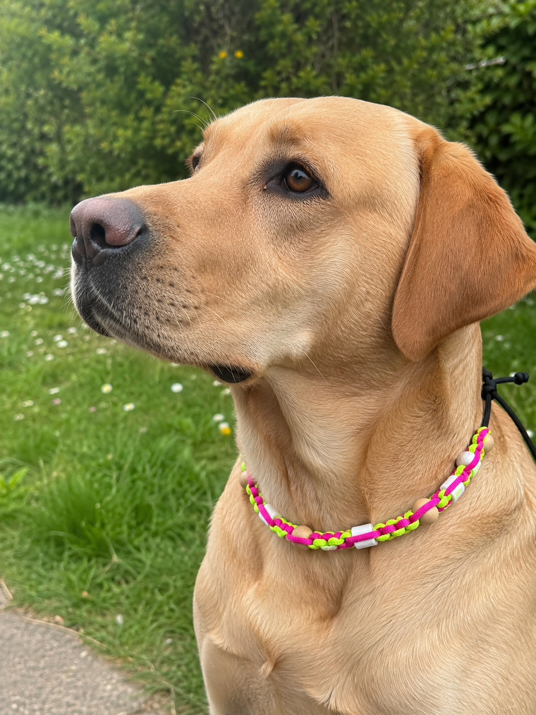 Collier Fluo Jaune & Rose Anti-Tiques & Antiparasitaire Naturel (Tréssée) avec Perles de céramique EM ⭐⭐⭐⭐⭐ - Pavllove