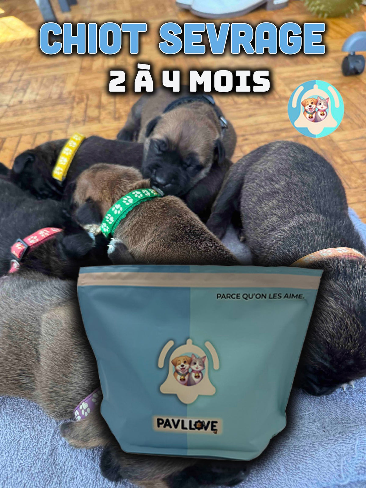 chiot en sevrage mangeant des croquettes Pavllove