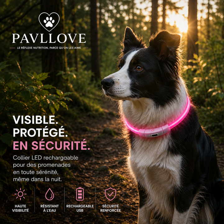 Colliers LED Pavllove pour chiens et chats ⭐⭐⭐⭐⭐ - Pavllove