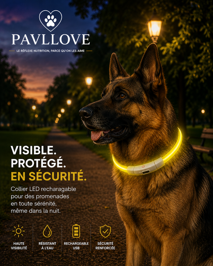 Colliers LED Pavllove pour chiens et chats ⭐⭐⭐⭐⭐ - Pavllove