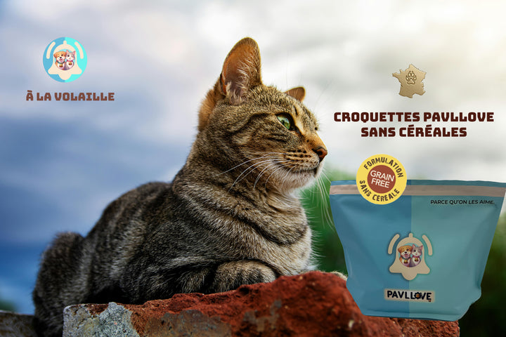 Croquettes sans céréales pour chat adulte ⭐⭐⭐⭐⭐ - Pavllove