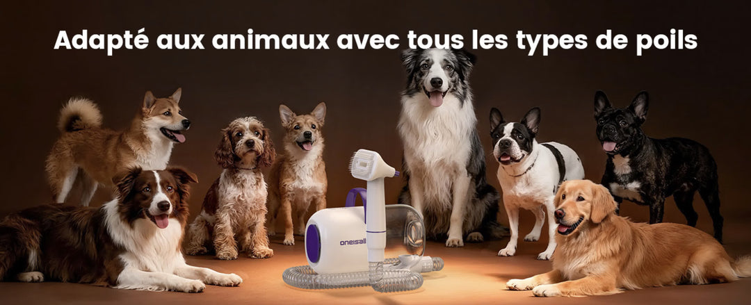 Comparaison avant après brossage d'un Golden Retriever avec une brosse aspirante pour chien à poils longs