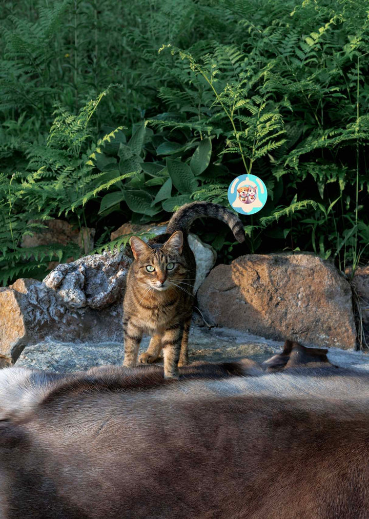 Croquettes Haut de gamme pour Chat adulte & senior (stérilisé ou non) - Volaille ⭐⭐⭐⭐⭐ - Pavllove