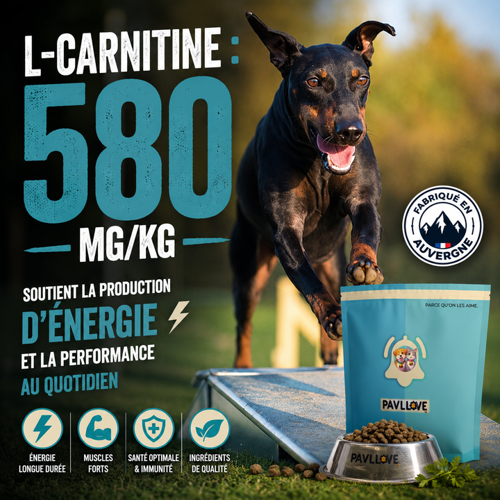 Croquettes chien actif avec oméga 3 et oméga 6 fabriquées en Auvergne