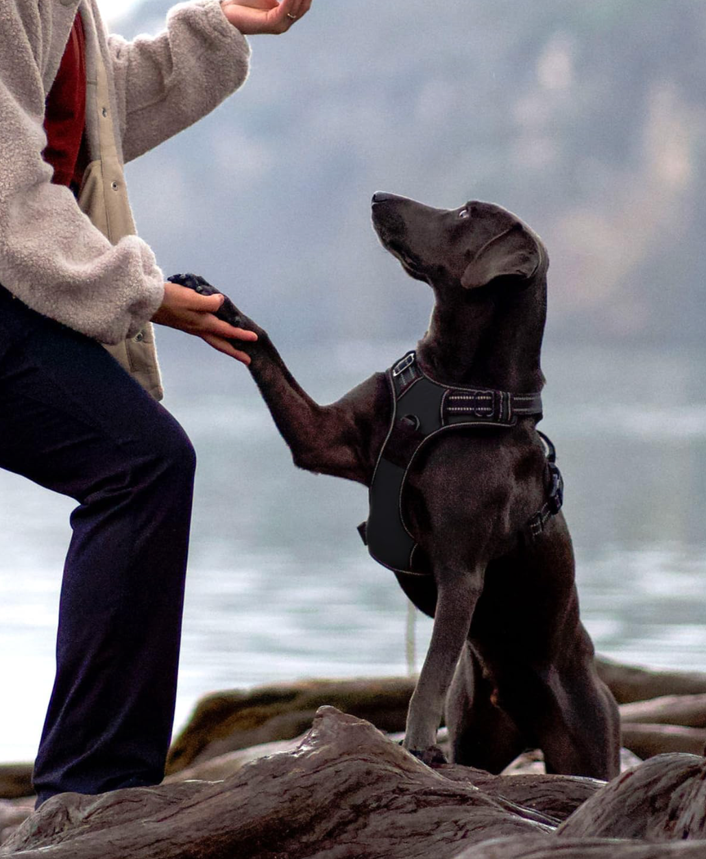 Harnais anti-traction pour chien ⭐⭐⭐⭐⭐ - Pavllove
