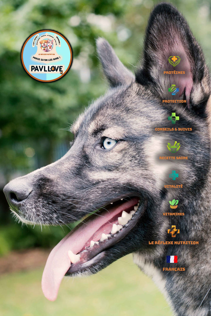 Pâtes précuites pour tous types de chiens (de chiots à seniors) ⭐⭐⭐⭐⭐ - Pavllove
