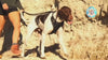harnais anti-traction Pavllove pour chien
